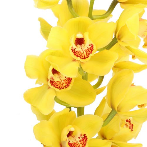 CYMBIDIUM ORCHID DIONA