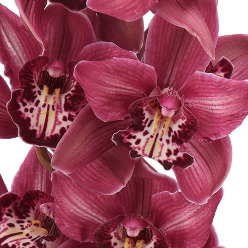 CYMBIDIUM ORCHID DOUBLE RED