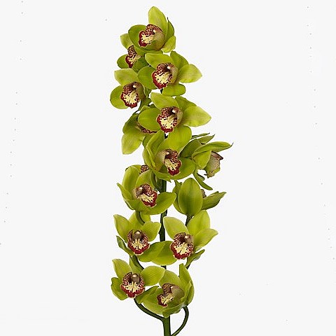CYMBIDIUM ORCHID DRAGON FLY