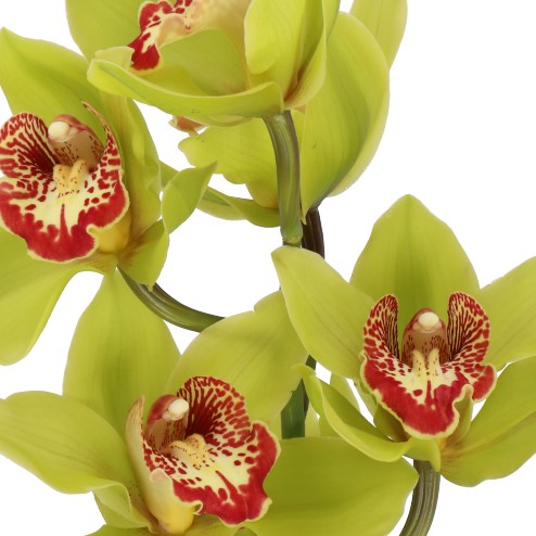 CYMBIDIUM ORCHID DRAGONFLY