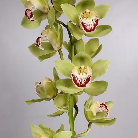 cymbidium eaglewood apple orchid flowers