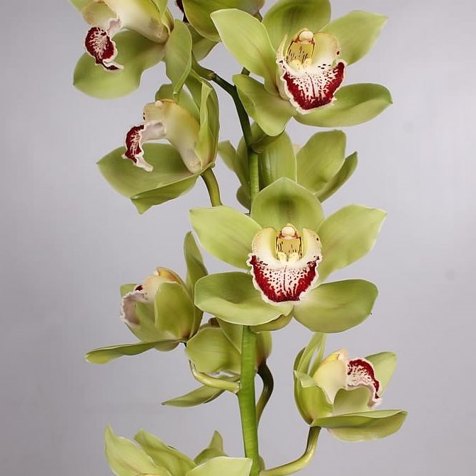 CYMBIDIUM ORCHID EAGLEWOOD APPLE GREEN 80cm Wholesale Dutch Flowers