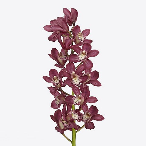 CYMBIDIUM ORCHID EARLIFLAME