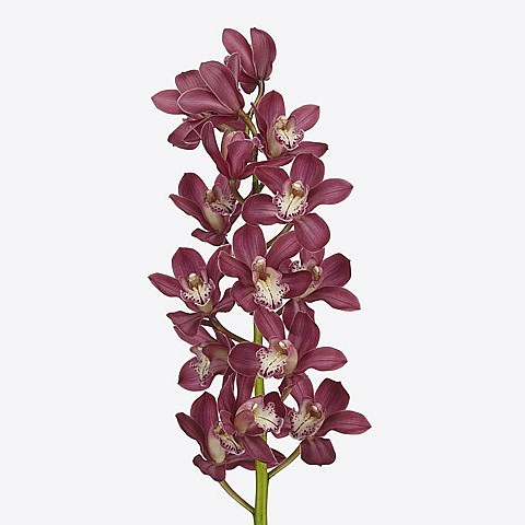 CYMBIDIUM ORCHID EARLIFLAME