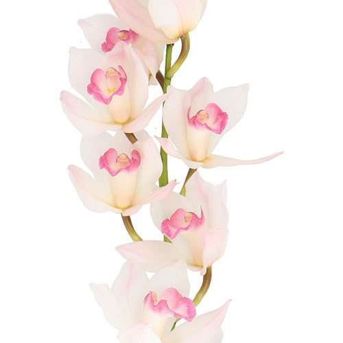 CYMBIDIUM ORCHID EARLYFLOR