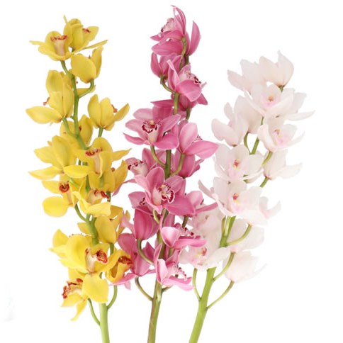 CYMBIDIUM ORCHID EASTER MIX