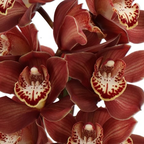 CYMBIDIUM ORCHID EBONY