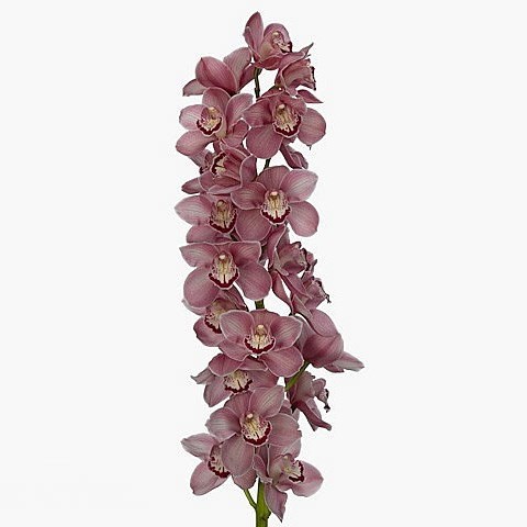 CYMBIDIUM ORCHID ESMERALDA