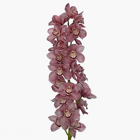 CYMBIDIUM ORCHID ESMERALDA