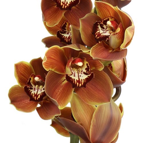 CYMBIDIUM ORCHID ESPRESSO
