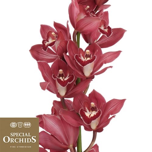 CYMBIDIUM ORCHID EVENINGSTAR (GROWER PACK)