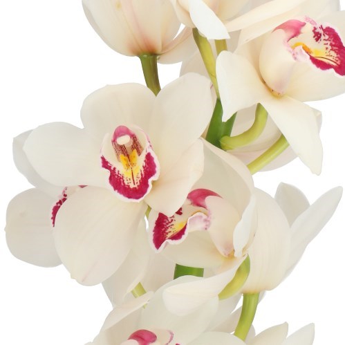 CYMBIDIUM ORCHID FAIRY TAIL