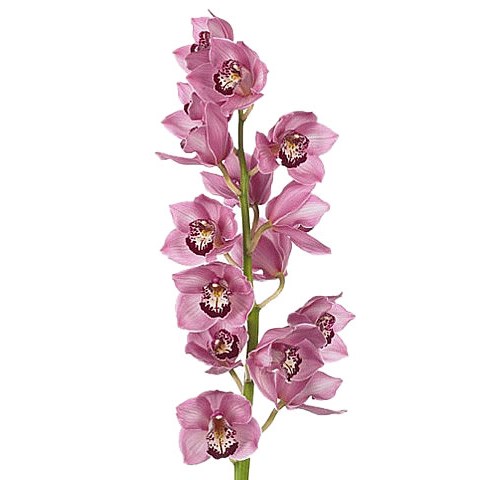 CYMBIDIUM ORCHID FANTACY
