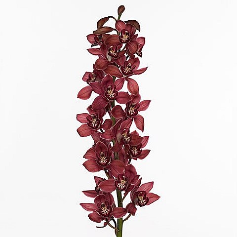CYMBIDIUM ORCHID FERR-ARI