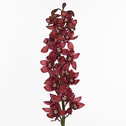 CYMBIDIUM ORCHID FERR-ARI