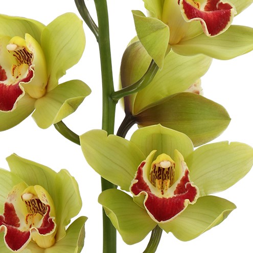 CYMBIDIUM ORCHID FIONA