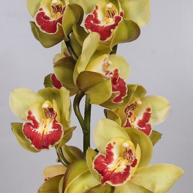 CYMBIDIUM ORCHID FIONA