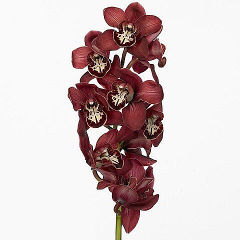 CYMBIDIUM ORCHID FLAMEFLOR