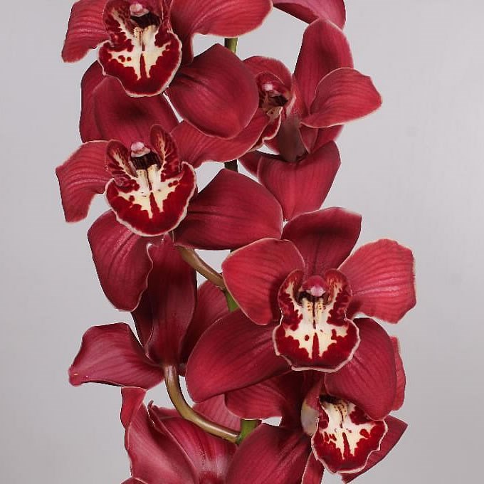 CYMBIDIUM ORCHID FLAMEFLOR