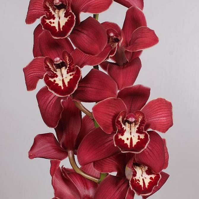 CYMBIDIUM ORCHID FLAMEFLOR