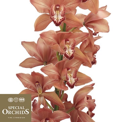 CYMBIDIUM ORCHID FREDERICKA  (GROWER PACK)