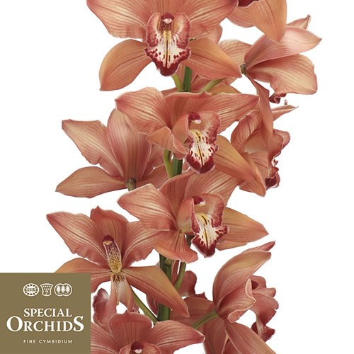 CYMBIDIUM ORCHID FREDERICKA  (GROWER PACK)