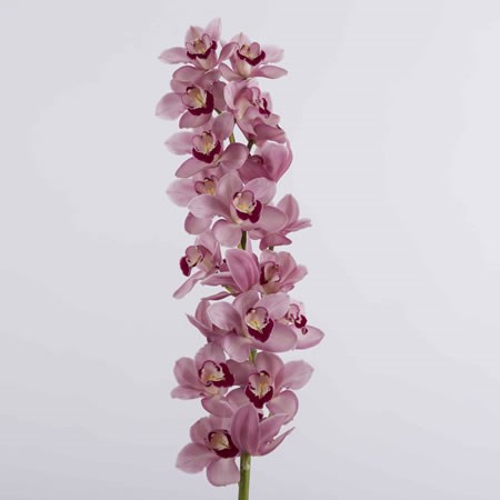CYMBIDIUM ORCHID FREEKE