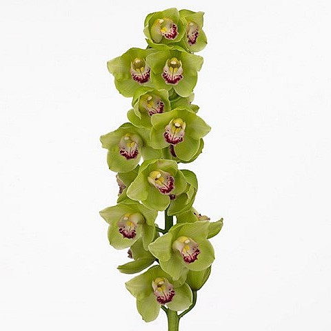 CYMBIDIUM ORCHID FRENCH MUSTARD