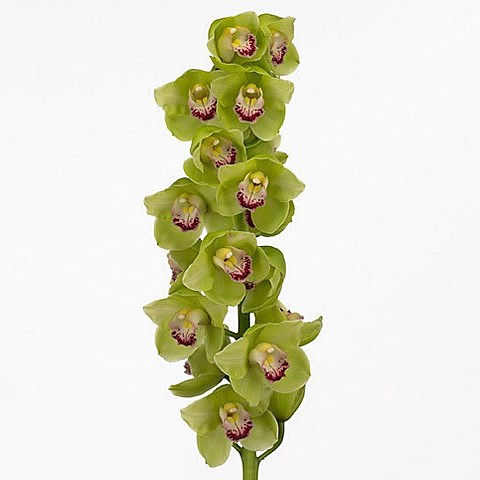 CYMBIDIUM ORCHID FRENCH MUSTARD