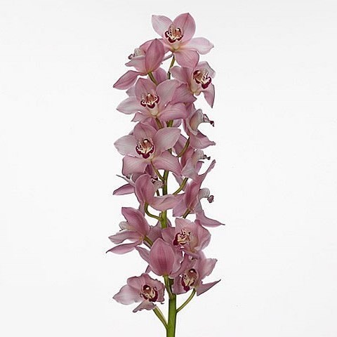 CYMBIDIUM ORCHID GEISHA GIRL