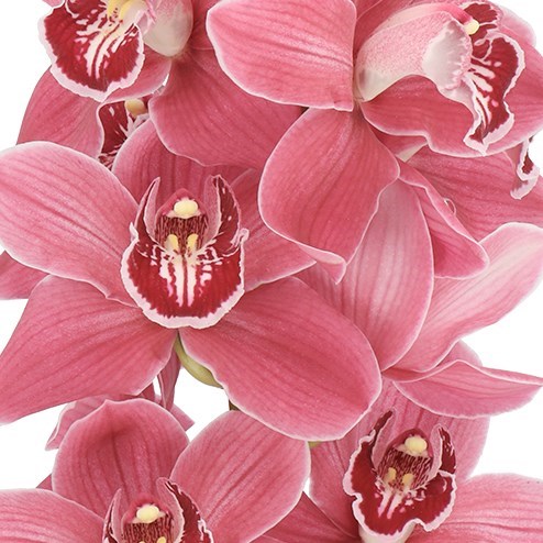 CYMBIDIUM ORCHID GIGI