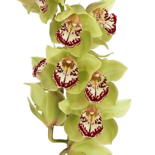 CYMBIDIUM ORCHID GIRONA