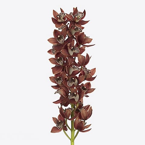 CYMBIDIUM ORCHID GOING WEST