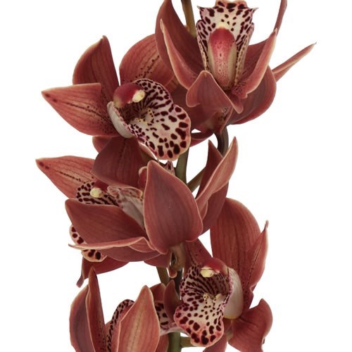 CYMBIDIUM ORCHID GOING WEST