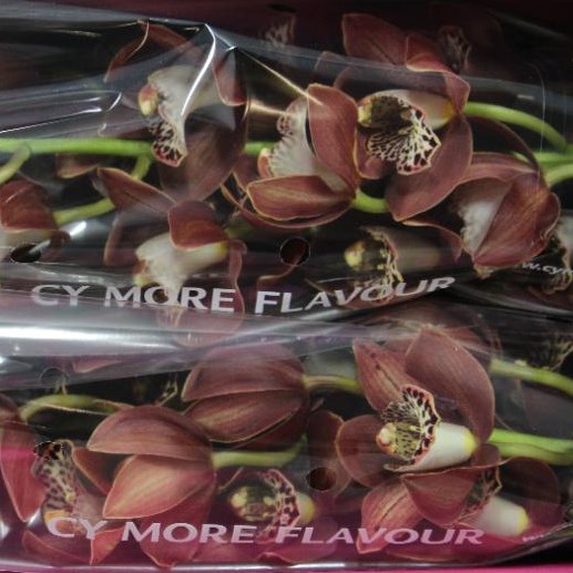 CYMBIDIUM ORCHID GOING WEST