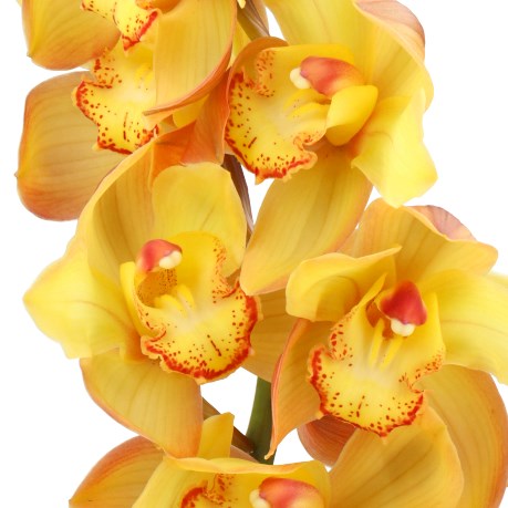 CYMBIDIUM ORCHID GOLD