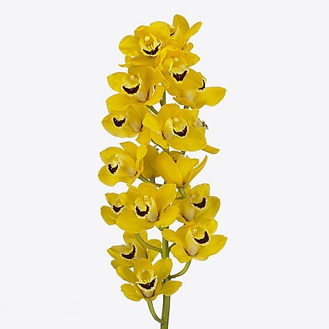 CYMBIDIUM ORCHID GOLDEN BOY