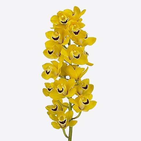 CYMBIDIUM ORCHID GOLDEN BOY
