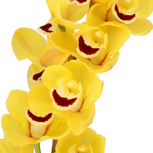 CYMBIDIUM ORCHID GOLDEN BOY