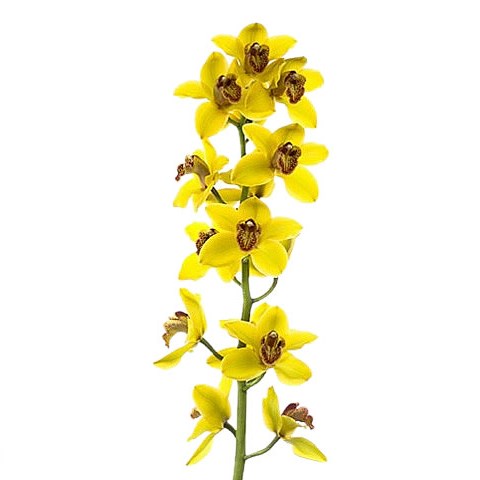 CYMBIDIUM ORCHID GOLDEN BOY NEVADA