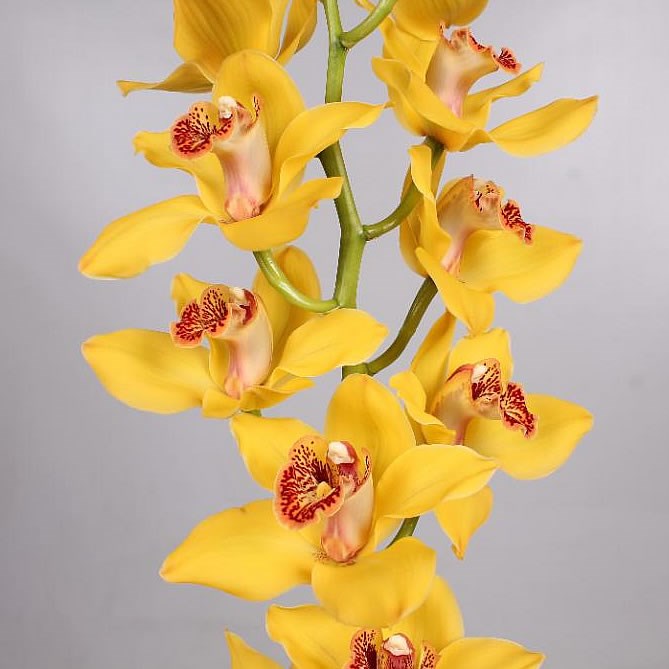 Cymbidium Orchid golden boy nevada
