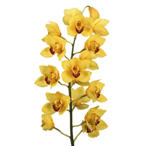 CYMBIDIUM ORCHID GOLDEN FLEECE