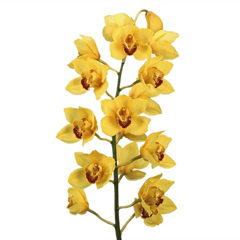CYMBIDIUM ORCHID GOLDEN FLEECE