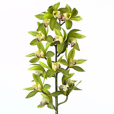 CYMBIDIUM ORCHID GREEN GIANT