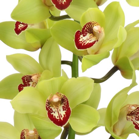 CYMBIDIUM ORCHID GREEN LIZARD (GROWER PACK)