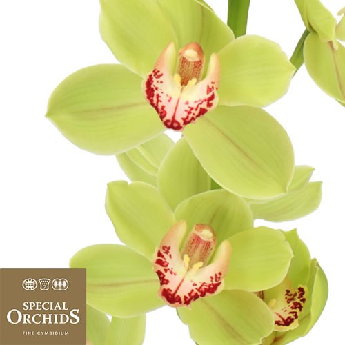 CYMBIDIUM ORCHID GREEN MEADOWS (GROWER PACK)