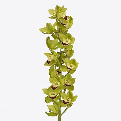 CYMBIDIUM ORCHID GREEN ROCK