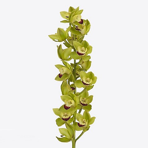 CYMBIDIUM ORCHID GREEN ROCK