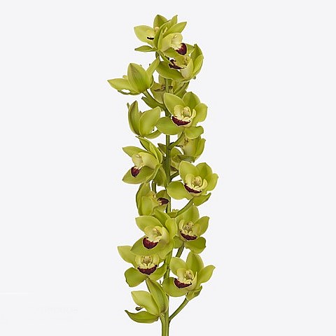 CYMBIDIUM ORCHID GREEN ROCK