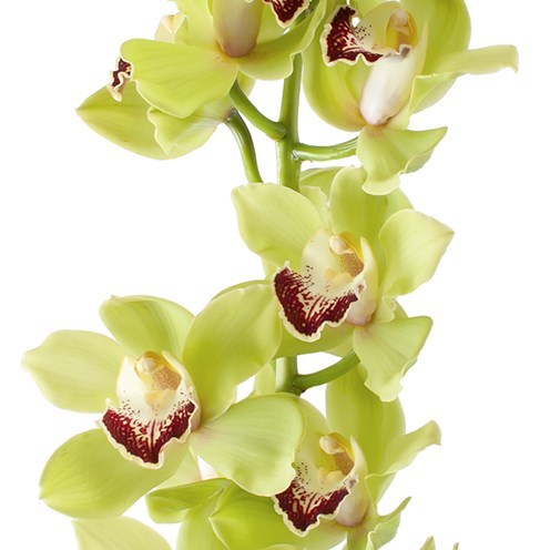 CYMBIDIUM ORCHID GREEN VALLEY
